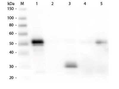 Western Blot: Donkey anti-Rabbit IgG Fc Secondary Antibody [NBP1-72766]